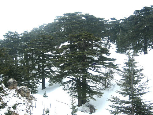 Modern cedar forest in Lebanon