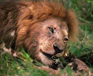 Mature male lion eating. Photo © opyrighted.