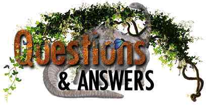 Dino Questions and Answers