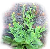 Small mustard plant. Photo copyrighted. Provided by Films for Christ.