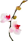 Orchid flowers. Photo copyrighted. Provided by Films for Christ.