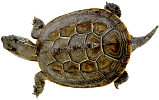 Turtle (photo copyrighted) (Courtesy of Films for Christ).