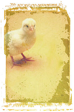 Baby Chick. Illustration copyrighted.