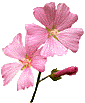 Flower (photo copyrighted).