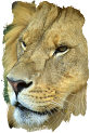 Lion face (photo copyrighted)