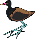 Illustration of a Jacana bird. Copyright by Corel.
