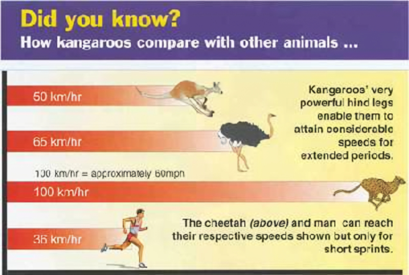 Comparison of speeds of kangaroos, other animals and humans. Illustration copyrighted, Answers in Genesis.