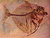 Fossil fish. Photo provided for ChristianAnswers.Net publication by Films for Christ. Copyrighted. All rights reserved.