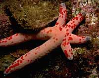 Starfish (photo copyrighted) (Courtesy of Films for Christ).