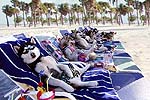 Scene from &ldquo;Snow Dogs&rdquo;