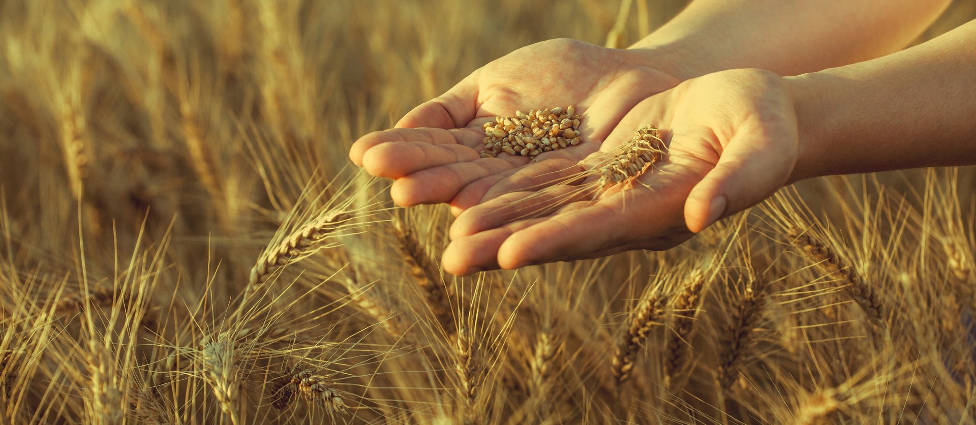 Hands in grain field