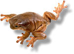 Falling frog. Photo copyrighted. Supplied by Films for Christ.