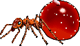 Honey ant (illustration copyrighted)