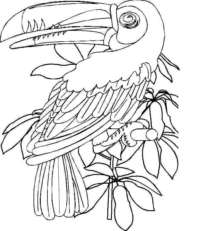 El Toucan