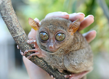 Copyrighted photograph of tarsier.