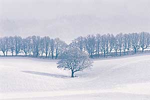 Winter scene. Photo copyrighted.
