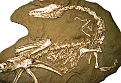 Dinosaur fossil. Photo copyrighted.