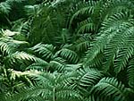 Ferns. Photo copyrighted, Films for Christ.
