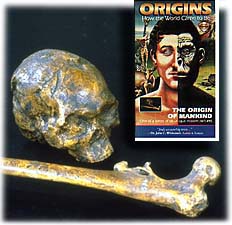 Cover of The Origin of Mankind