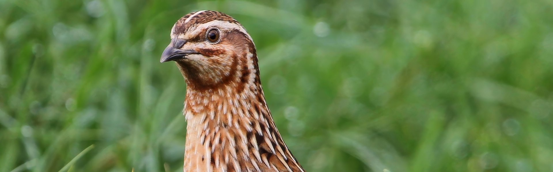 Quail (Coturnix coturnix). Photographer: Christoph Moning. Copyrighted. License: CC BY 4.0