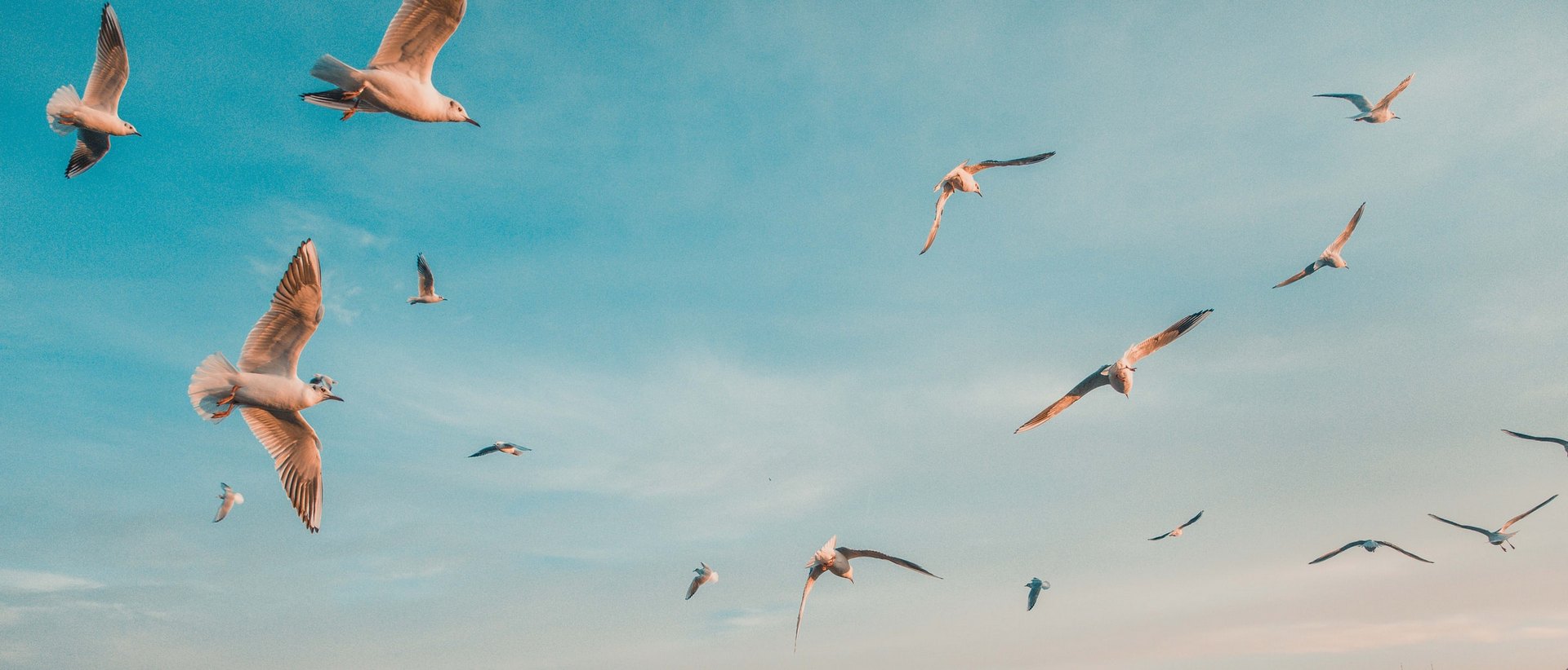 Flying birds. Photographer: Anthony Delanoix. Licensed. File ID: btQt9i0Krag