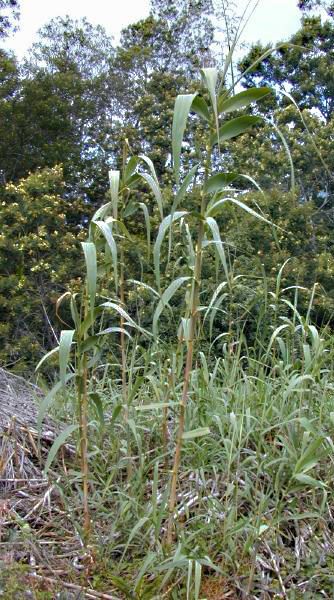 Cane grass (reed) (Arundo donax).