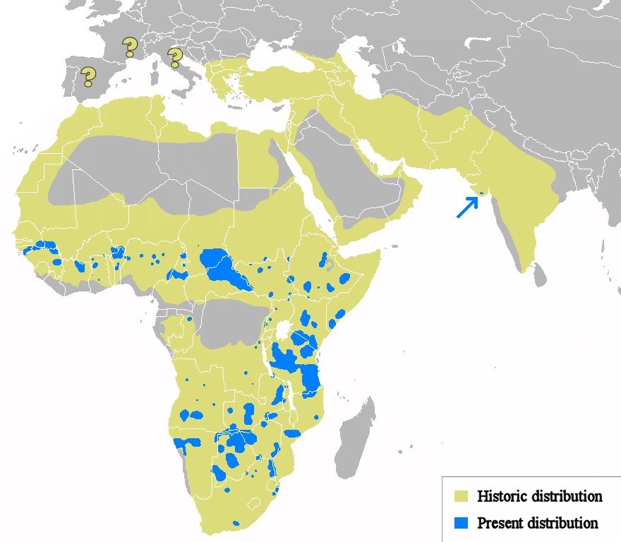 Map showing distrution of true lions.