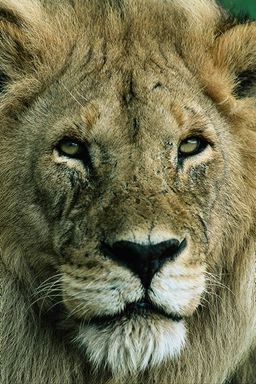 Male lion. © copyrighted photo.