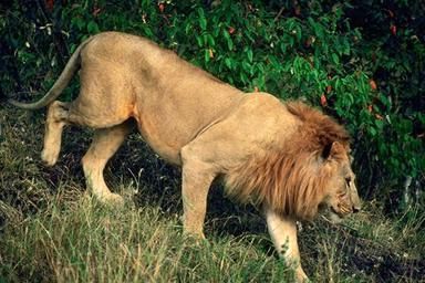 Male lion walking. Photo © Copyrighted.