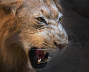 Snarling roaring lion. Photo © Copyrighted.