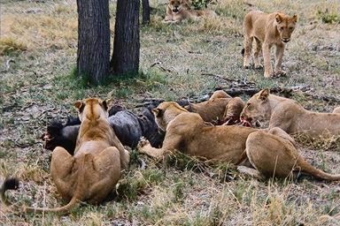 Female lions eating carcass. Photo © copyrighted.