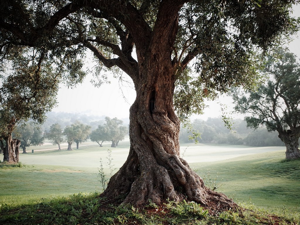 Olive trees. Photo © J.N. Photographer. License: CC BY-NC 2.0. File ID: Torcida JN Photo.R0017054