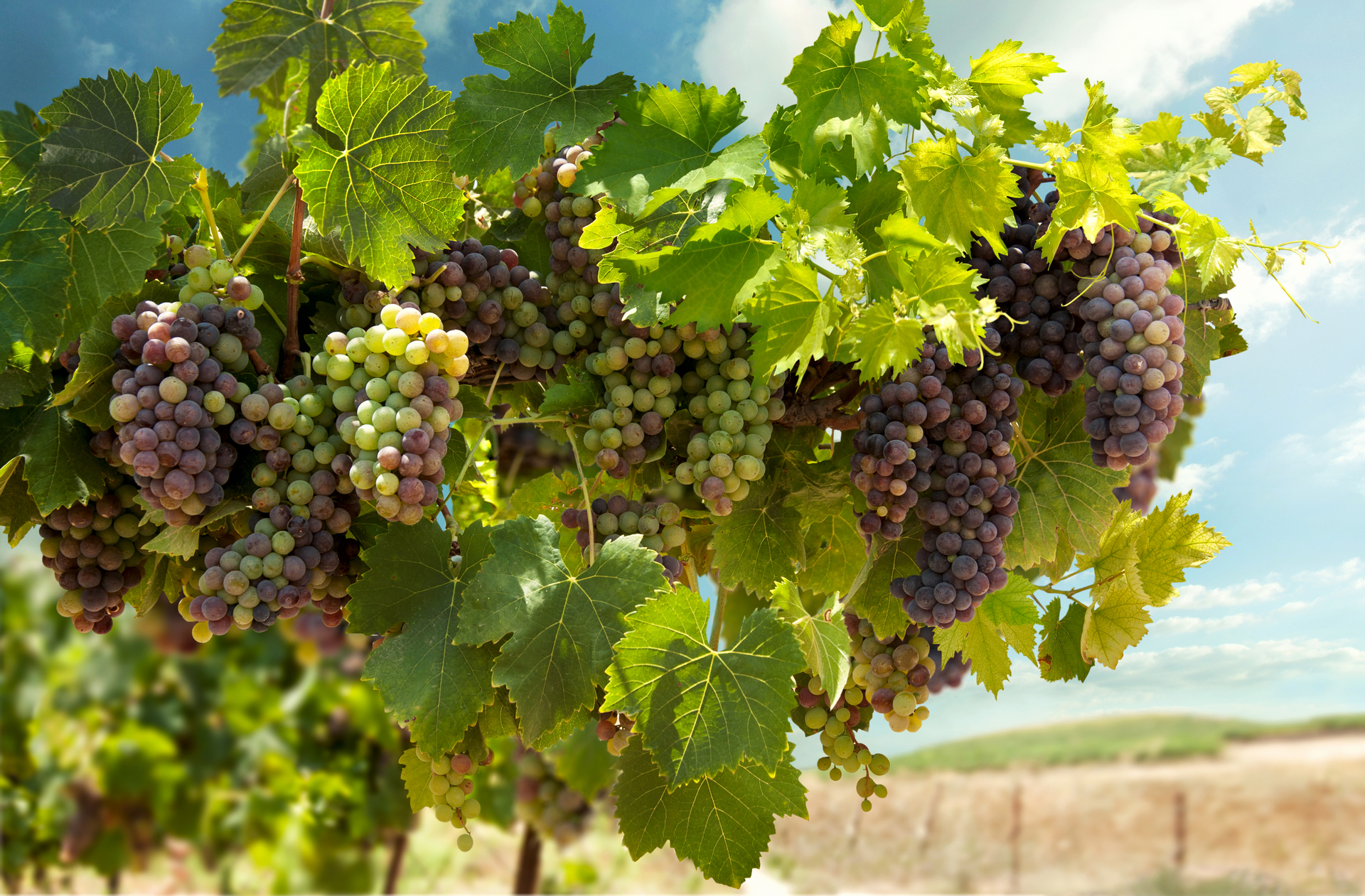 Grape harvest in Israel. Photo by Grafnata (Rishon Le Zion, Israel). Licensed. File ID: 393803968
