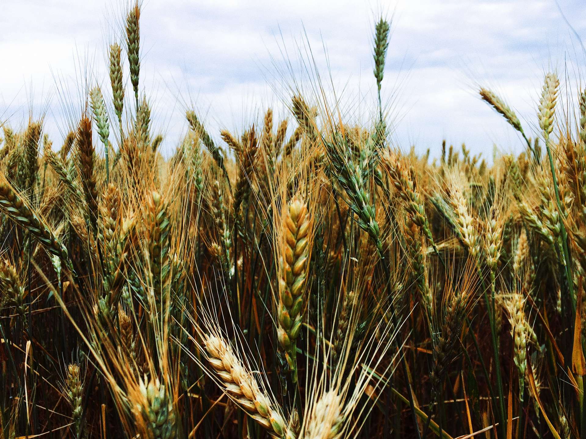 Wheat ears of grain. Photographer: Igor Karimov. Licensed (3kjf-VEhxkg)