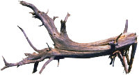 Driftwood photo.