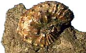 Fossil Shell. Copyright by Films for Christ.