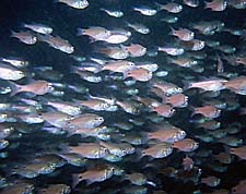School of fish. Photo Courtesy of Films for Christ. Copyrighted.
