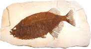 Fish fossil (photo copyrighted) (Courtesy of Films for Christ).