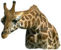 Giraffe. Photo copyrighted.