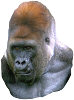 Gorilla (photo copyrighted) (Courtesy of Films for Christ).