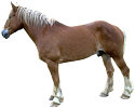 Horse (photo copyrighted) (Courtesy of Films for Christ).