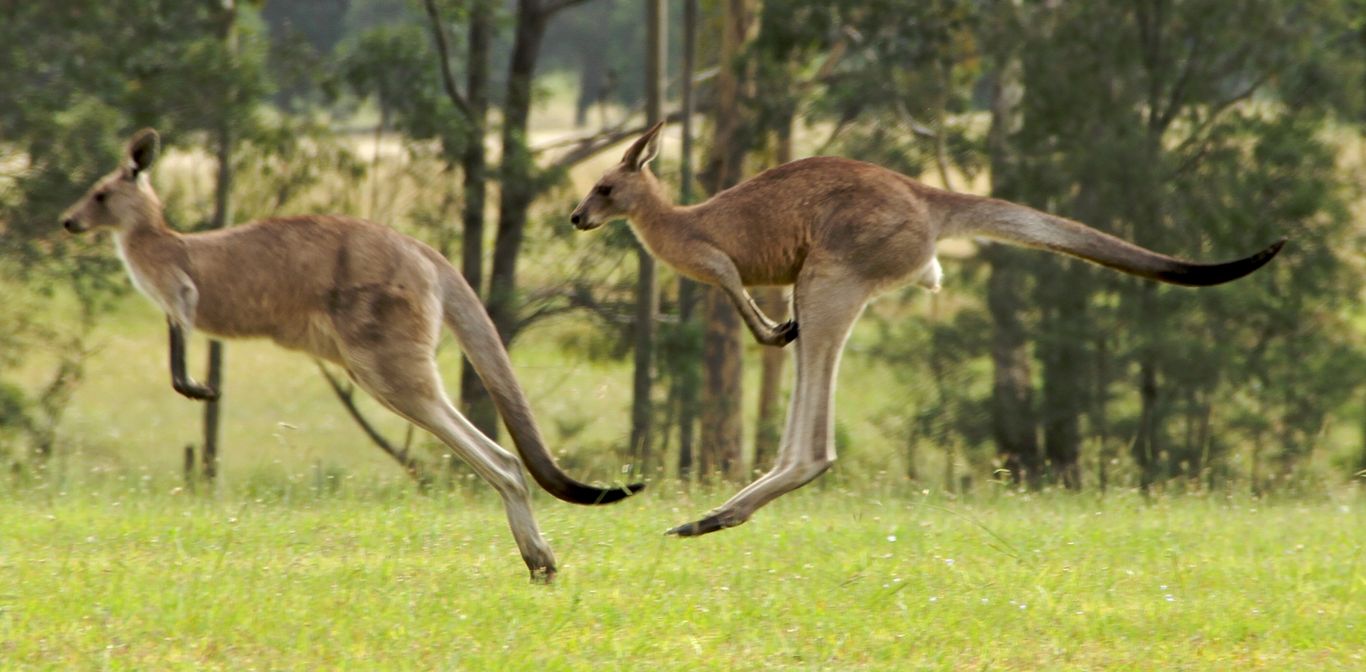 Photograph of kangaroos hopping. Copyrighted. Photographer: Woodstock. Licensed (8380067)