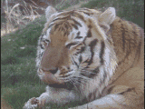 Tiger (Copyright, Films for Christ.)
