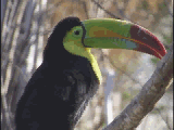 Toucan (Copyrighted, Films for Christ)