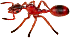 Ant