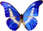 Blue White Papilio Lepidoptera (photo copyrighted).