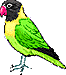 Lovebird (illustration copyrighted)