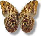 Caligo Eurilocheus Moth (photo copyrighted)