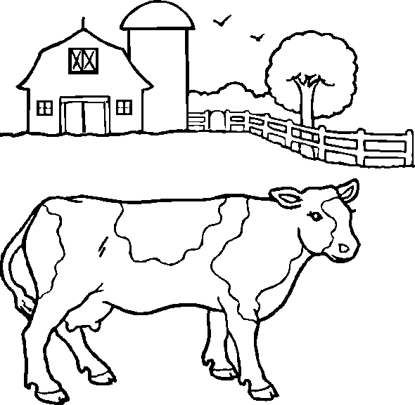 The Cow - our source of milk.