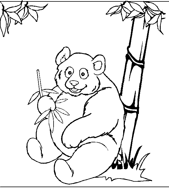 Beruang Panda